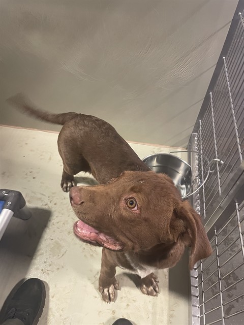 Shelter Stray Male Dog last seen Near BLOCK MULLER RD, BAKERSFIELD CA 93307, 3951 Fruitvale Ave, Bakersfield, CA 93308, USA