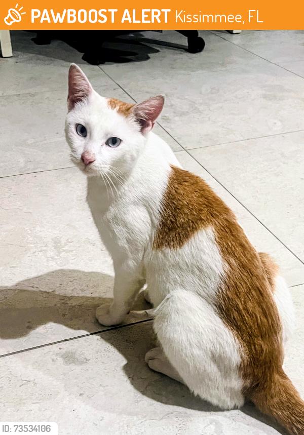 Found/Stray Male Cat last seen Donegan Ave and Thacker Ave Kissimmee, FL 35741, Kissimmee, FL 34741