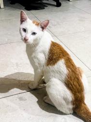 Found/Stray Male Cat last seen Donegan Ave and Thacker Ave Kissimmee, FL 35741, Kissimmee, FL 34741