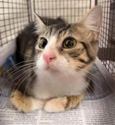 Shelter Stray Female Cat last seen , 957 N Gaffey St, San Pedro, CA 90731, USA
