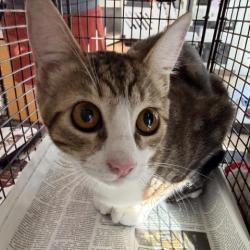 Shelter Stray Female Cat last seen , 957 N Gaffey St, San Pedro, CA 90731, USA