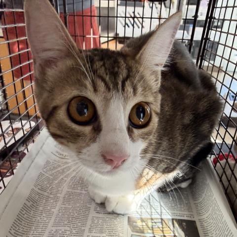 Shelter Stray Female Cat last seen , 957 N Gaffey St, San Pedro, CA 90731, USA