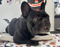 Shelter Stray Male Dog last seen , 957 N Gaffey St, San Pedro, CA 90731, USA