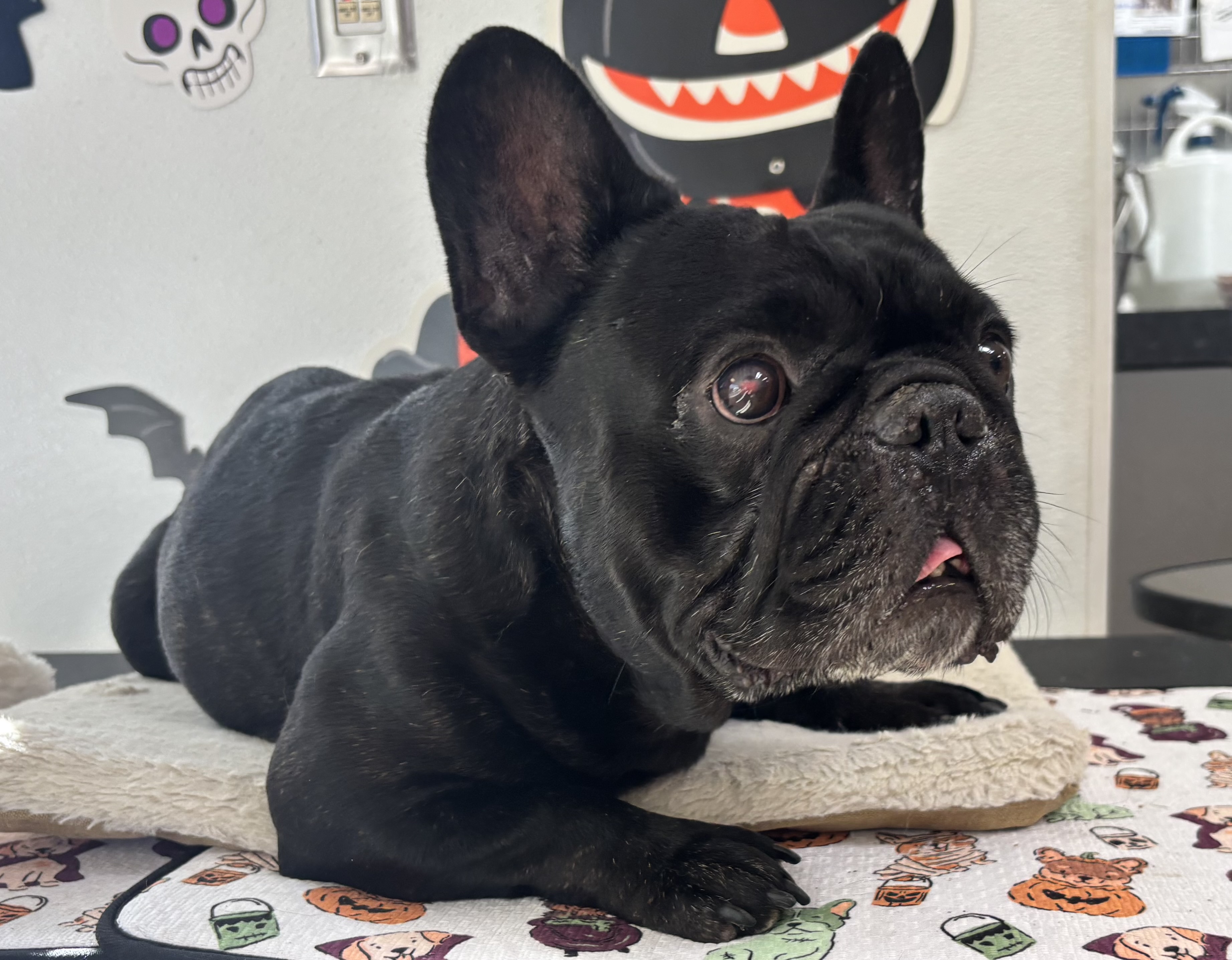 Shelter Stray Male Dog last seen , 957 N Gaffey St, San Pedro, CA 90731, USA