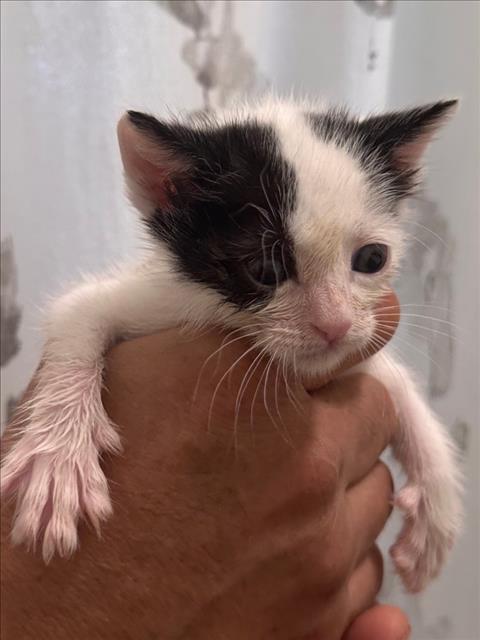 Shelter Stray Female Cat last seen , 957 N Gaffey St, San Pedro, CA 90731, USA