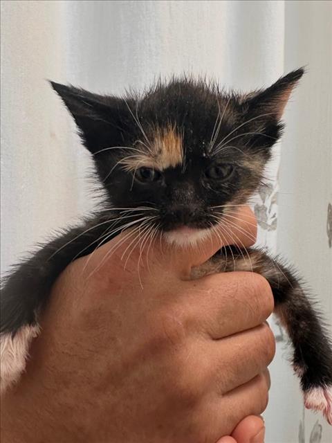 Shelter Stray Female Cat last seen , 957 N Gaffey St, San Pedro, CA 90731, USA