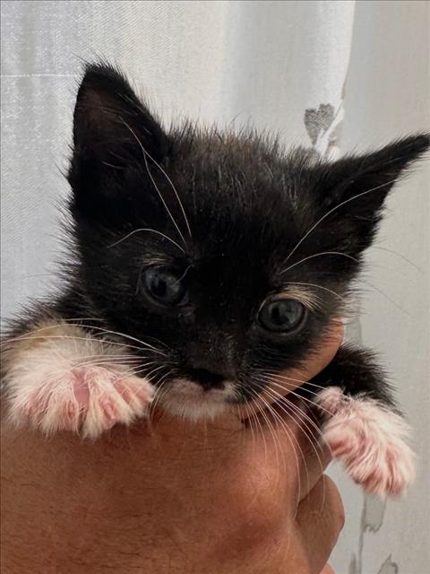 Shelter Stray Female Cat last seen , 957 N Gaffey St, San Pedro, CA 90731, USA