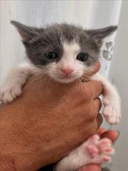 Shelter Stray Male Cat last seen , 957 N Gaffey St, San Pedro, CA 90731, USA