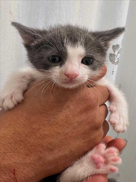 Shelter Stray Male Cat last seen , 957 N Gaffey St, San Pedro, CA 90731, USA