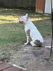 Reunited Male Dog last seen Collins And Arkansas, Arlington, TX 76014