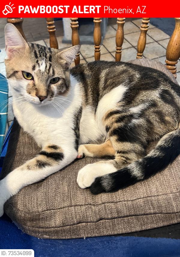 Lost Male Cat last seen 12th Street and1141 E El Camino dr, Phoenix, AZ 85020