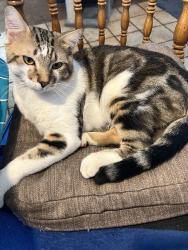 Lost Male Cat last seen 12th Street and1141 E El Camino dr, Phoenix, AZ 85020