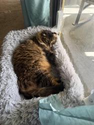 Lost Male Cat last seen Lakeshore cndmniums, Homestead, FL 33034