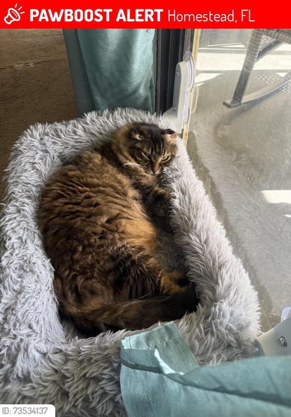 Lost Male Cat last seen Lakeshore cndmniums, Homestead, FL 33034