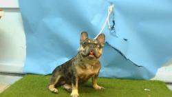 Shelter Stray Female Dog last seen , 216 W Victoria St, Gardena, CA 90248, USA