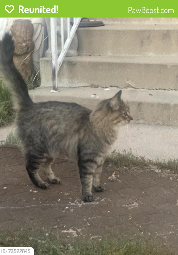 Reunited Unknown Cat last seen Near S Dale Court, Englewood, Englewood, CO 80110