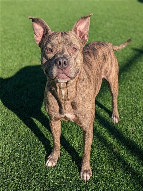 Shelter Stray Male Dog last seen Near BLOCK TOUCHTON, 2020 Forest St, Jacksonville, FL 32204, USA