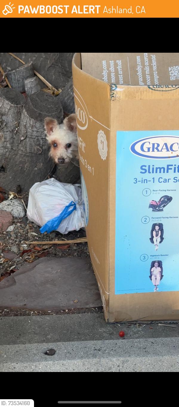 Found/Stray Male Dog last seen 168th Ave., Ashland, CA 94578
