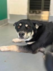 Shelter Stray Female Dog last seen Near BLOCK AVE 192, TULARE, CA, Visalia, CA 93292, USA