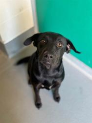 Shelter Stray Female Dog last seen Near BLOCK RD 80, Visalia, CA 93292, USA