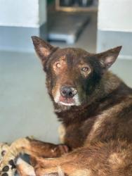 Shelter Stray Male Dog last seen Near BLOCK AVE 383, VISALIA, CA, Visalia, CA 93292, USA