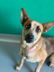 Shelter Stray Female Dog last seen Near BLOCK ROAD 136, TULARE, CA, Visalia, CA 93292, USA
