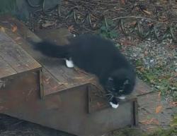 Reunited Unknown Cat last seen Mink Road and NE 154th St, Woodinville, WA 98077