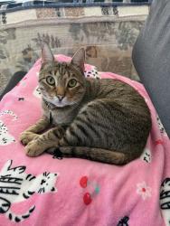 Reunited Male Cat last seen Betsworth Lane and Betsworth Road, Valley Center, CA 92082