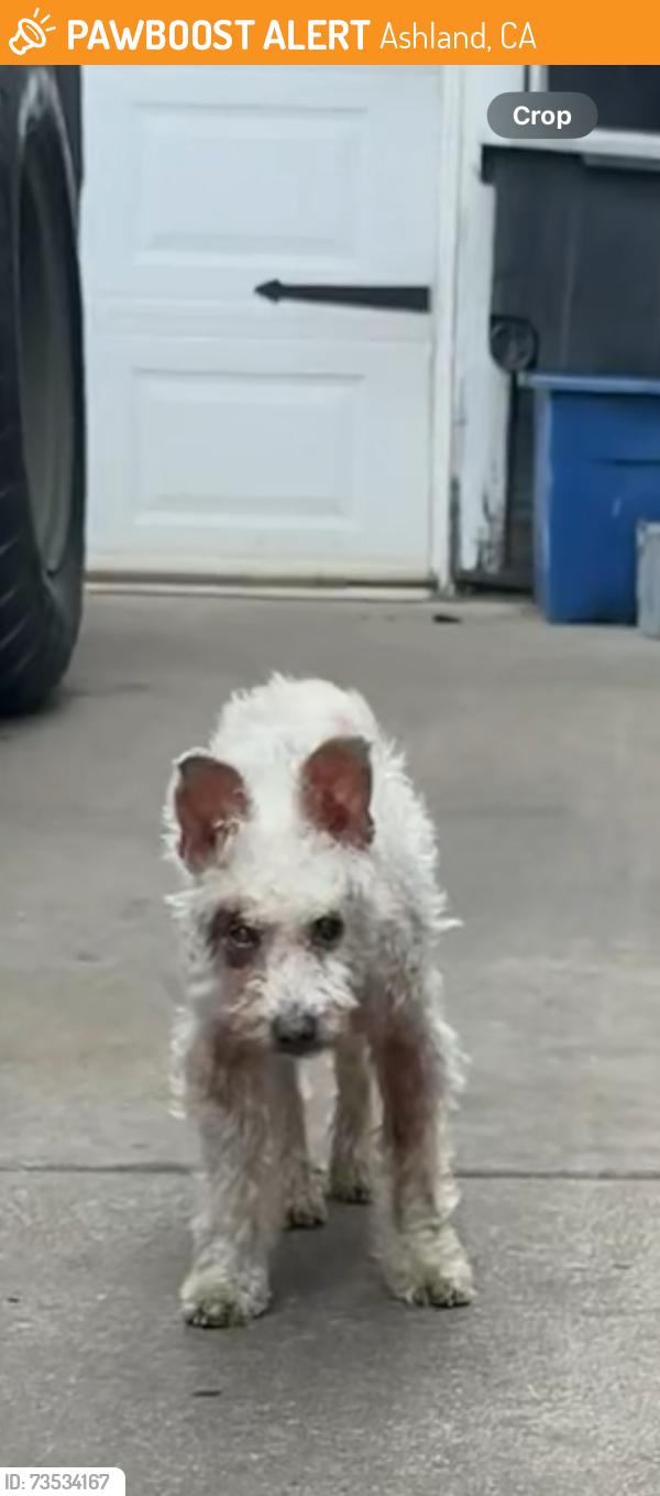 Found/Stray Male Dog last seen 168th Ave., Ashland, CA 94578