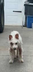 Found/Stray Male Dog last seen 168th Ave., Ashland, CA 94578