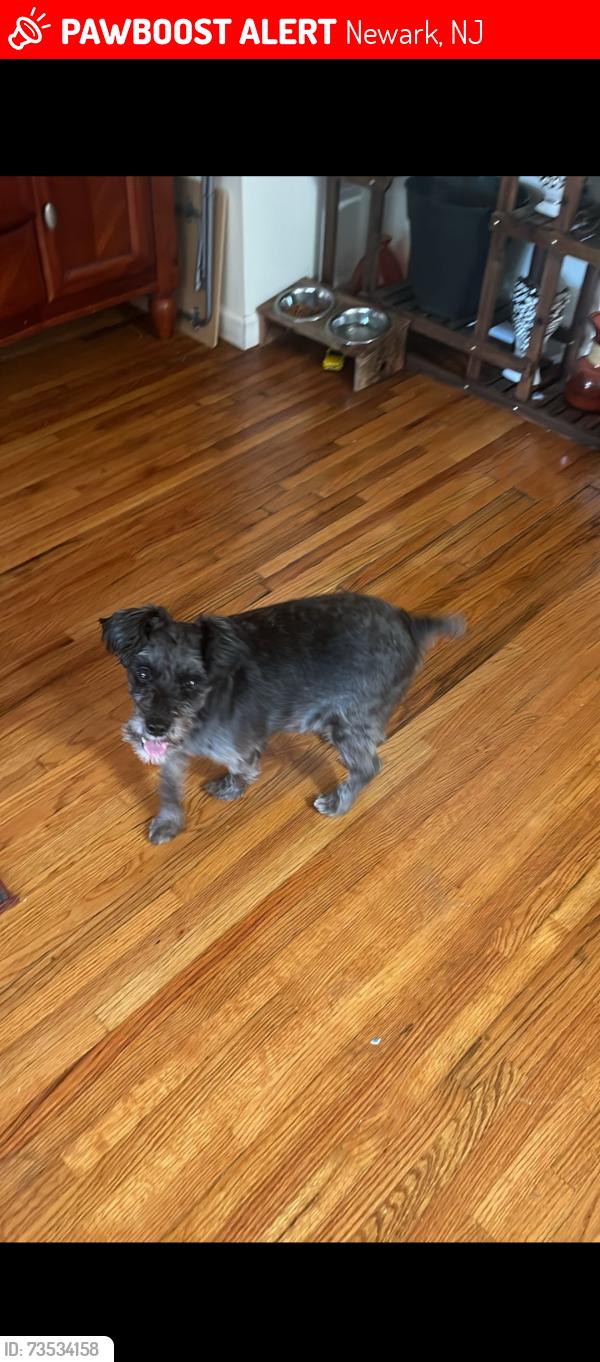 Lost Male Dog last seen Near Elizabeth ave newark nj, Newark, NJ 07112
