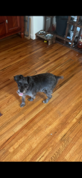 Lost Male Dog last seen Near Elizabeth ave newark nj, Newark, NJ 07112