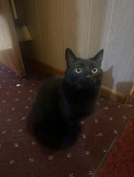 Lost Male Cat last seen George Urban Blvd near Tops Plaza on corner of Union rd, Cheektowaga, NY 14225