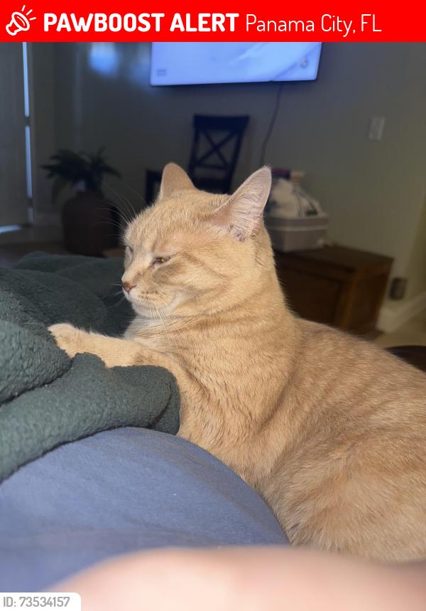 Lost Female Cat last seen 15th St and Balboa Ave, Panama City, FL 32401