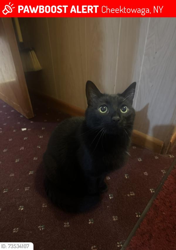Lost Male Cat last seen George Urban Blvd near Tops Plaza on corner of Union rd, Cheektowaga, NY 14225