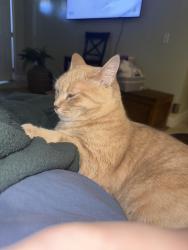 Lost Female Cat last seen 15th St and Balboa Ave, Panama City, FL 32401