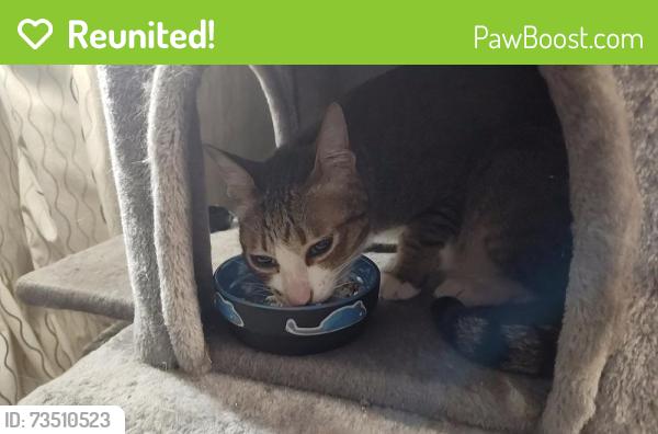 Reunited Male Cat last seen Across from Mariner high School football field, Everett, WA 98204