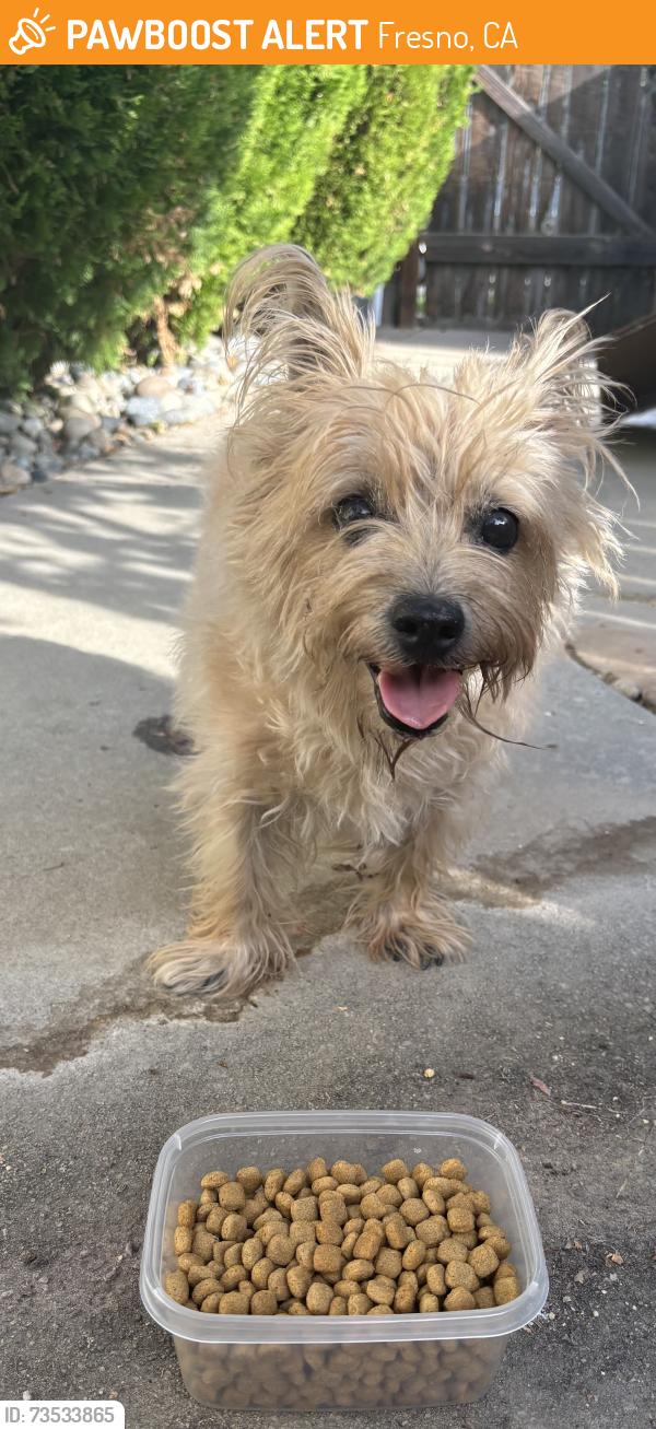 Found/Stray Unknown Dog last seen Woodward Lake, Fresno, CA 93730