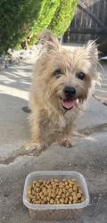Found/Stray Unknown Dog last seen Woodward Lake, Fresno, CA 93730