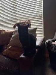 Lost Female Cat last seen Near Evening heading to side of hse, Worthington, OH 43085