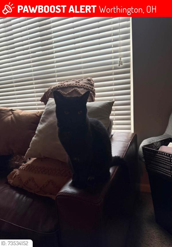 Lost Female Cat last seen Near Evening heading to side of hse, Worthington, OH 43085