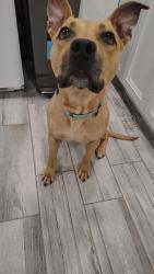 Reunited Female Dog last seen Near N Natchez Ave, Chicago, IL 60634