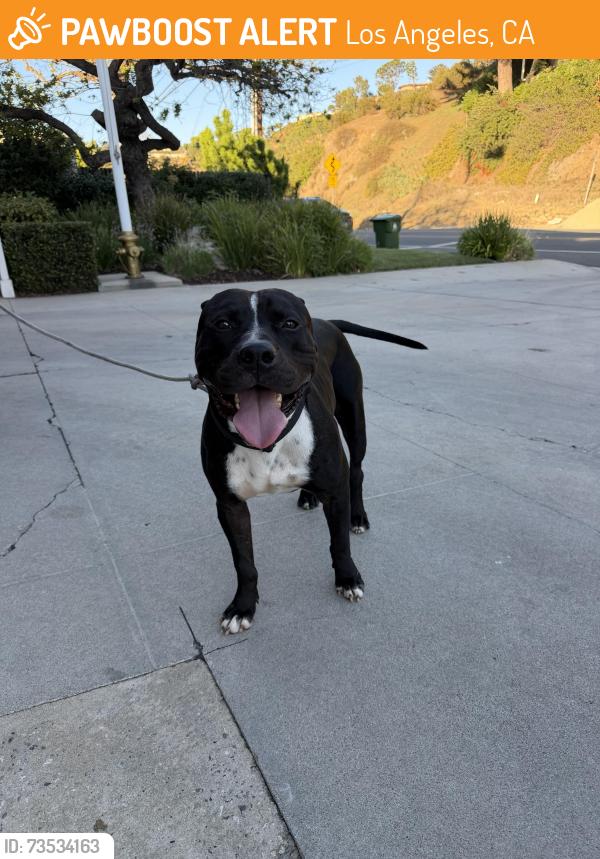 Found/Stray Male Dog last seen Laurel Canyon and Mulholland Dr, Los Angeles, CA 90046