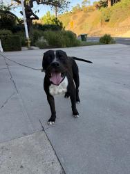 Found/Stray Male Dog last seen Laurel Canyon and Mulholland Dr, Los Angeles, CA 90046