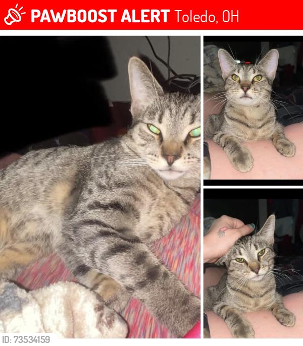Lost Male Cat last seen Woodville and Forsythe street, Toledo, OH 43605