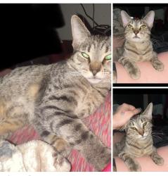 Lost Male Cat last seen Woodville and Forsythe street, Toledo, OH 43605
