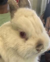 Shelter Stray Male Other last seen , 1850 W 60th St, Los Angeles, CA 90047, USA