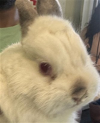 Shelter Stray Male Other last seen , 1850 W 60th St, Los Angeles, CA 90047, USA