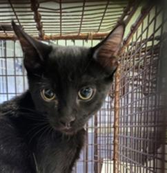 Shelter Stray Unknown Cat last seen , 1850 W 60th St, Los Angeles, CA 90047, USA