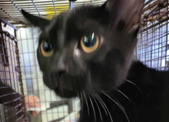 Shelter Stray Female Cat last seen , 1850 W 60th St, Los Angeles, CA 90047, USA